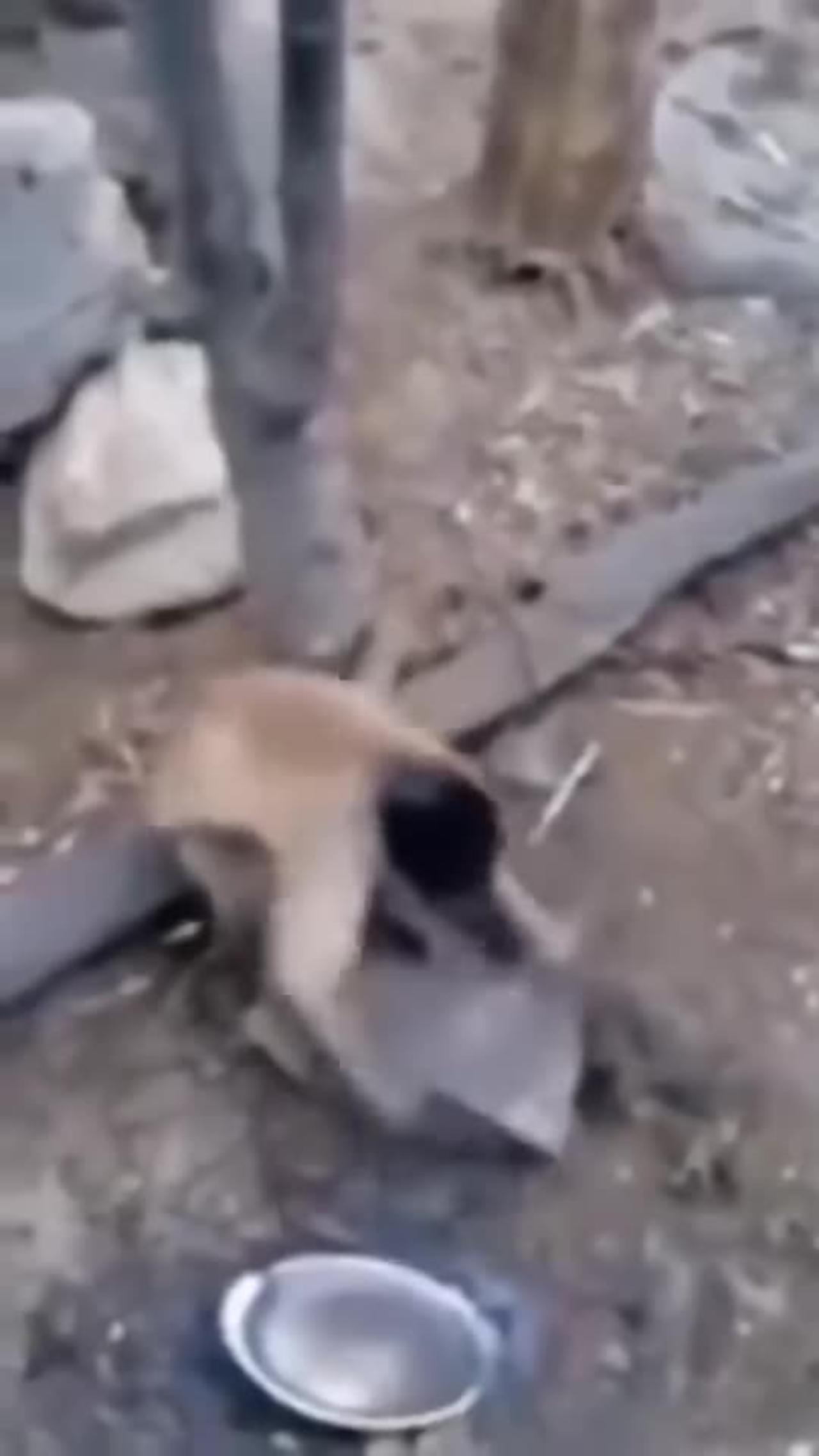 Funny DOGS vs MONKEYS - One News Page VIDEO