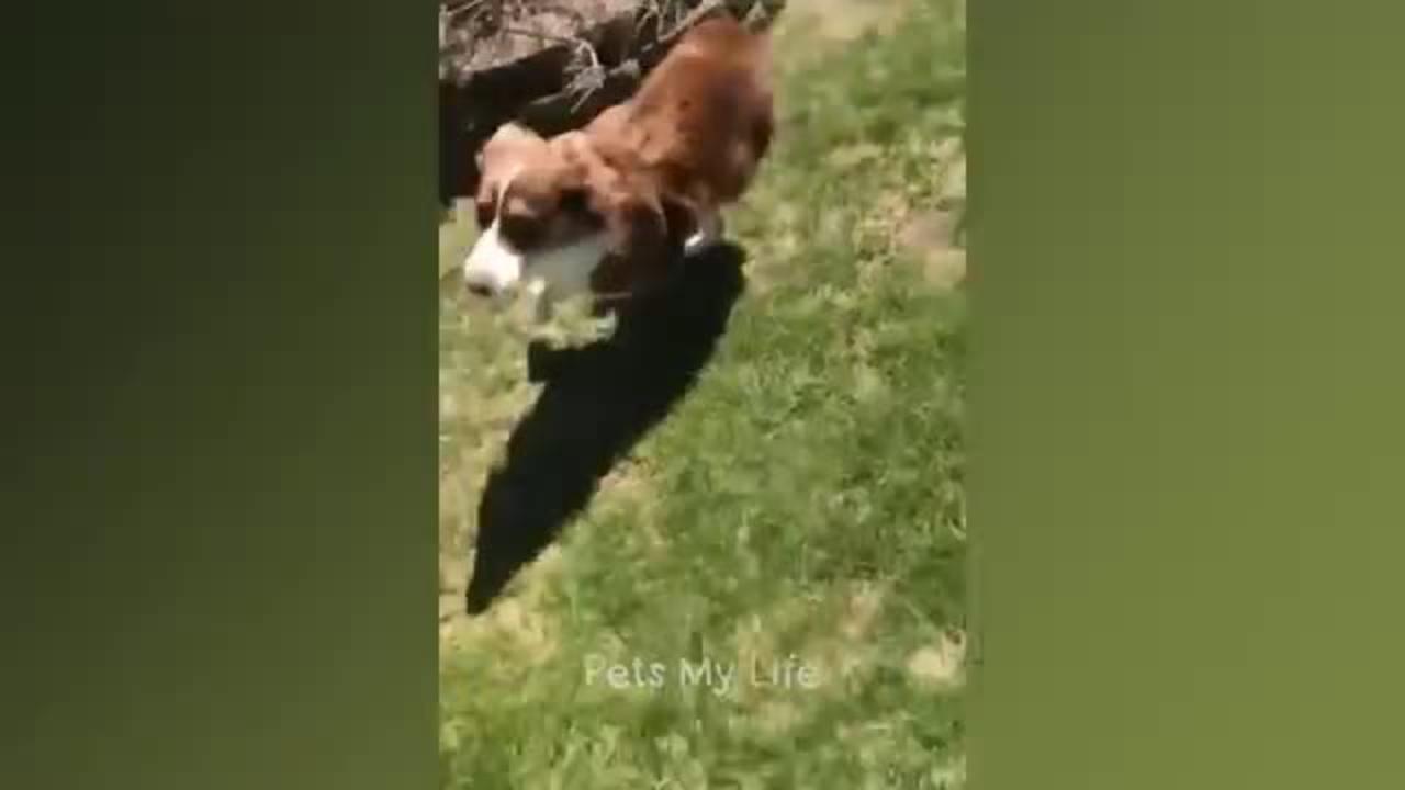 New Funny Animals 2023 😍😁 Funniest Cats and Dogs Videos 😹🐶 Part 11