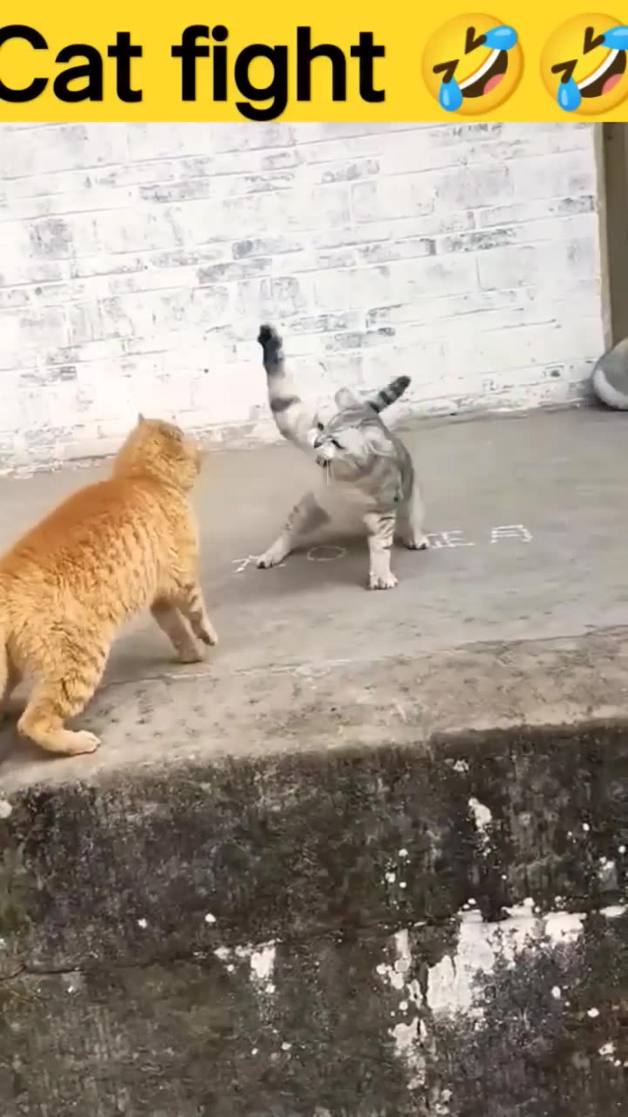 Funny cat 🐈 fighting