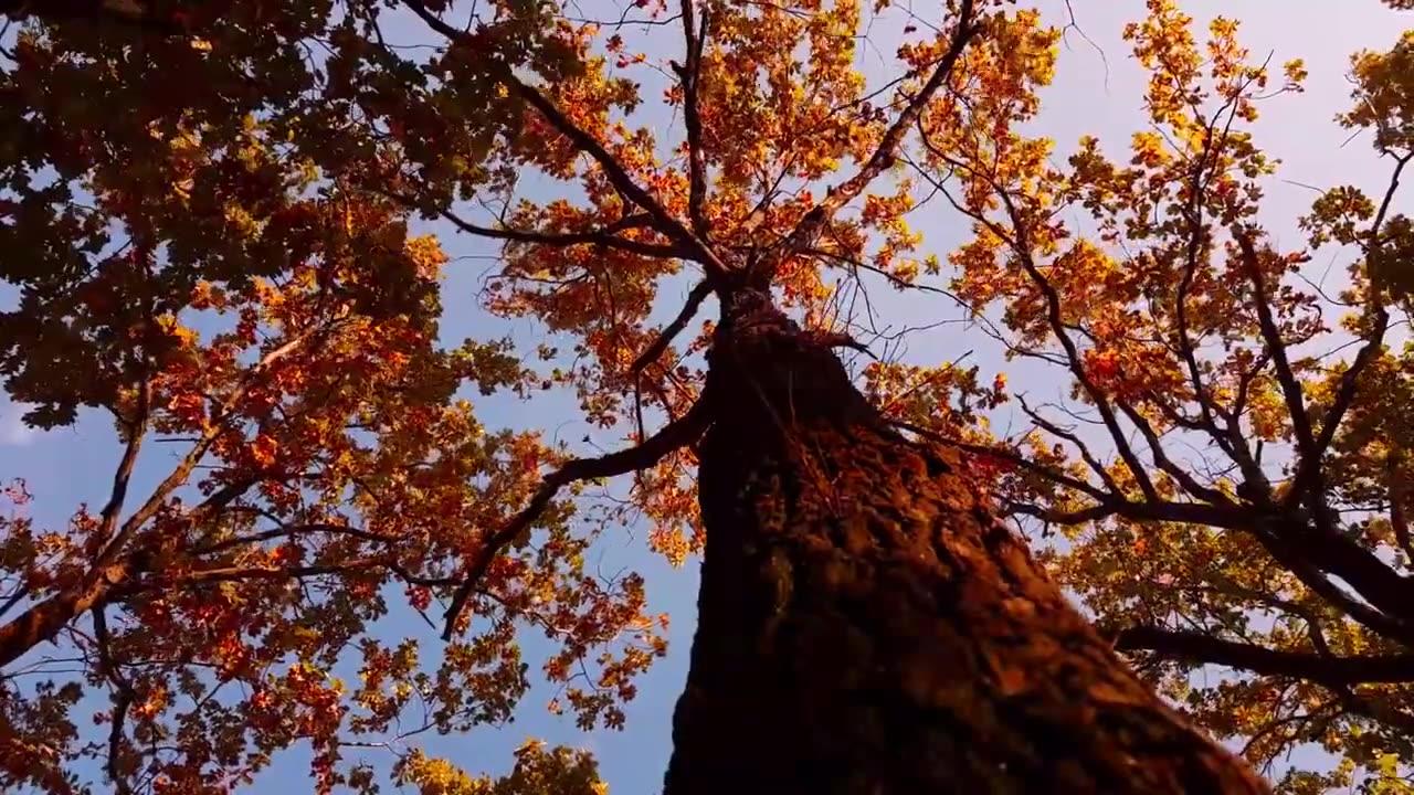 [4K] Autumn Leaves | Drone Aerial View | Free Stock Footage | Free HD Videos - No Copyright