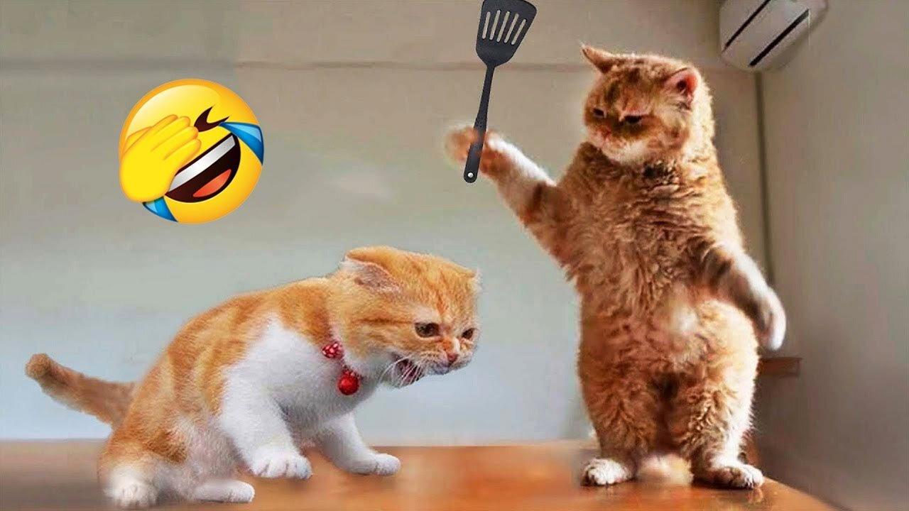 Funniest Animals 2023 😂Funny Cats and Dogs Videos 😻🐶