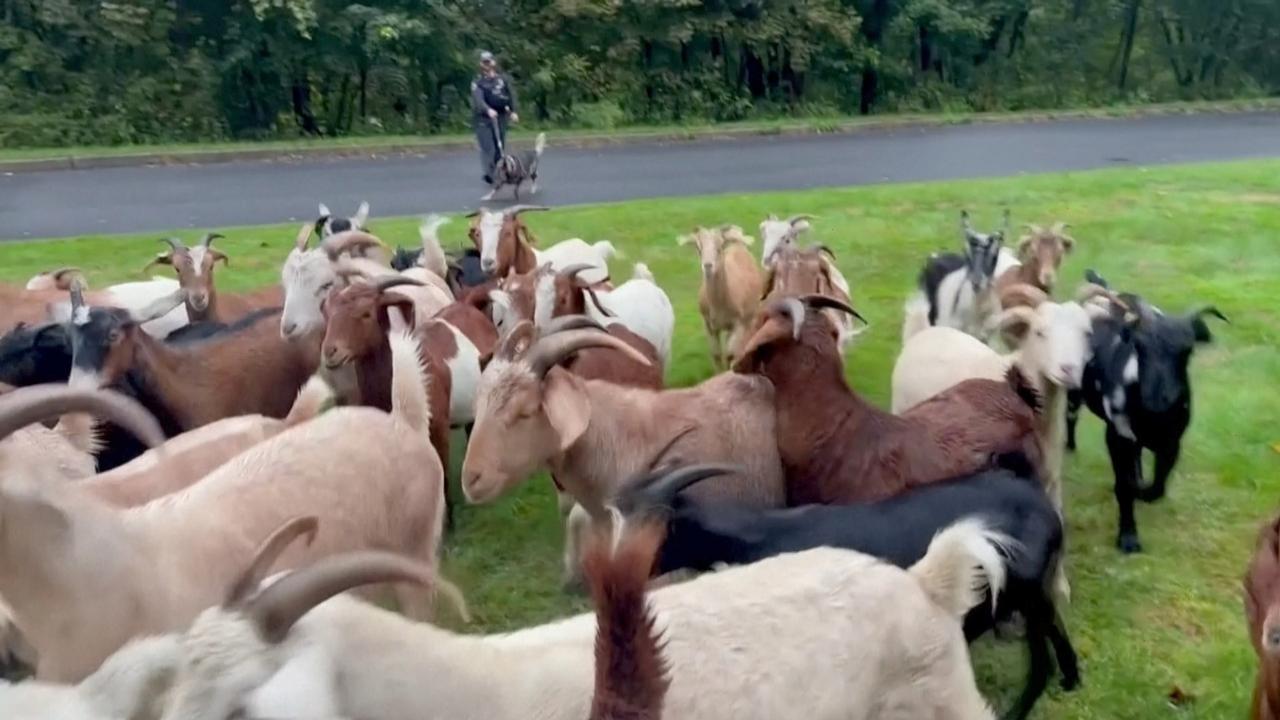 New York Police Officers Shepherd Goats on the Loose in Residential Neighborhood