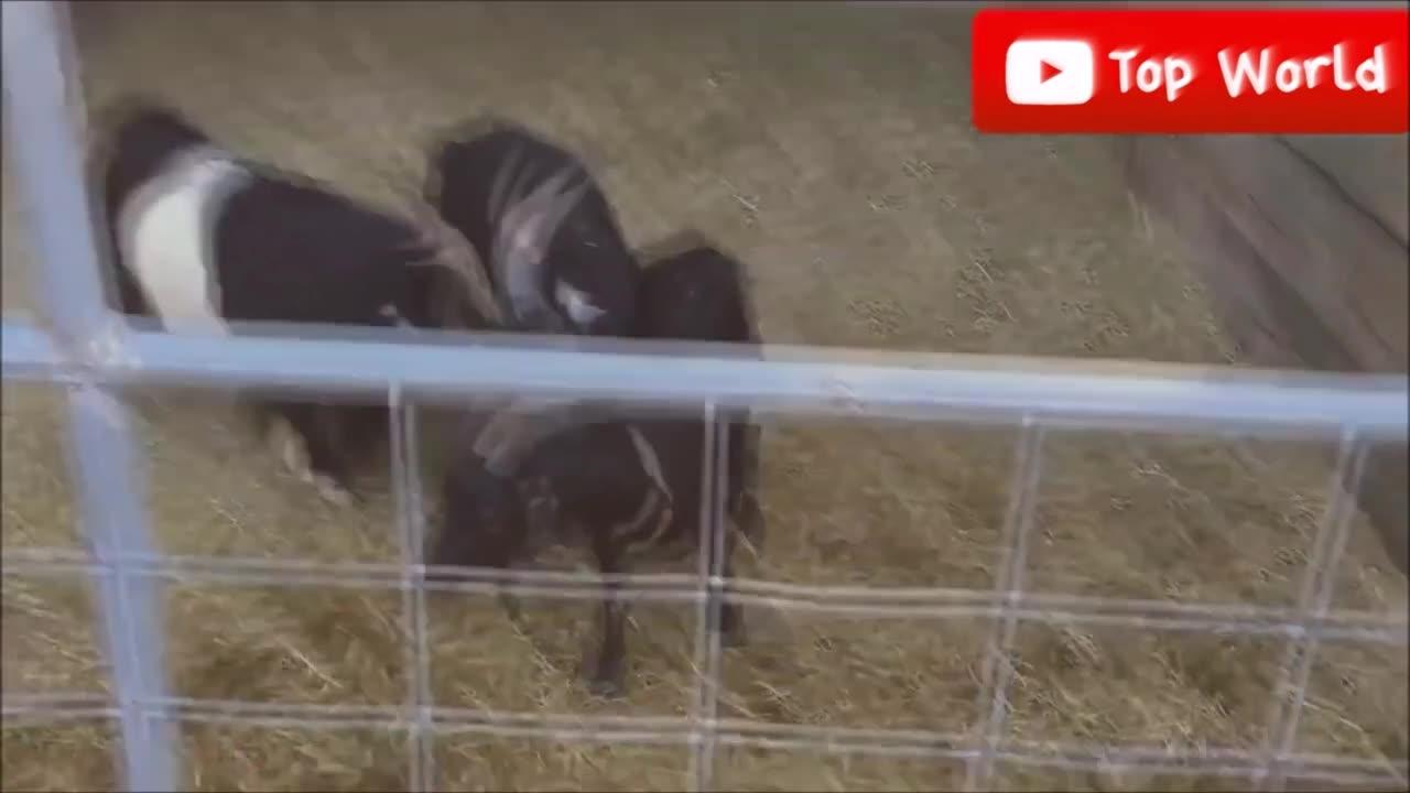 Goats Screaming Like Humans, Try Not to Laugh One News Page VIDEO