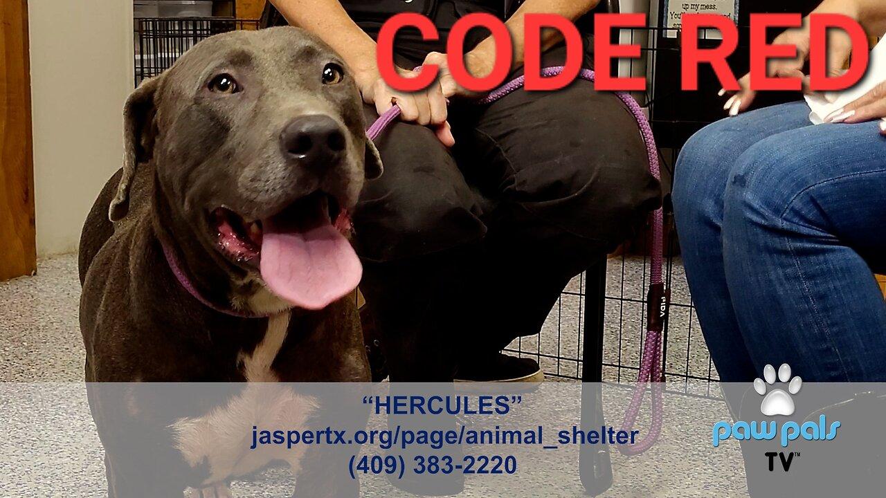 Paw Pals TV:  Kat Lloyd with ACO Alyssa O'Donnal featuring Hercules now CODE RED!