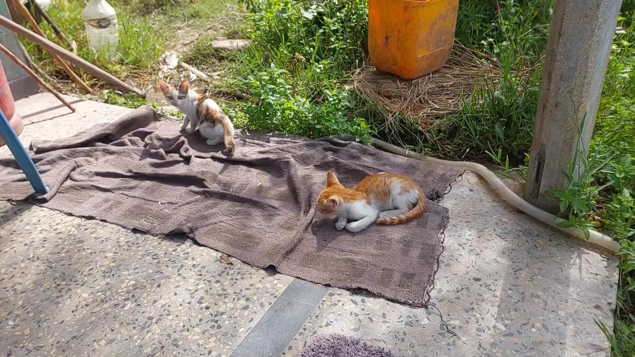 Cute Kitten Taking Sun Bath 🛁 ✨️