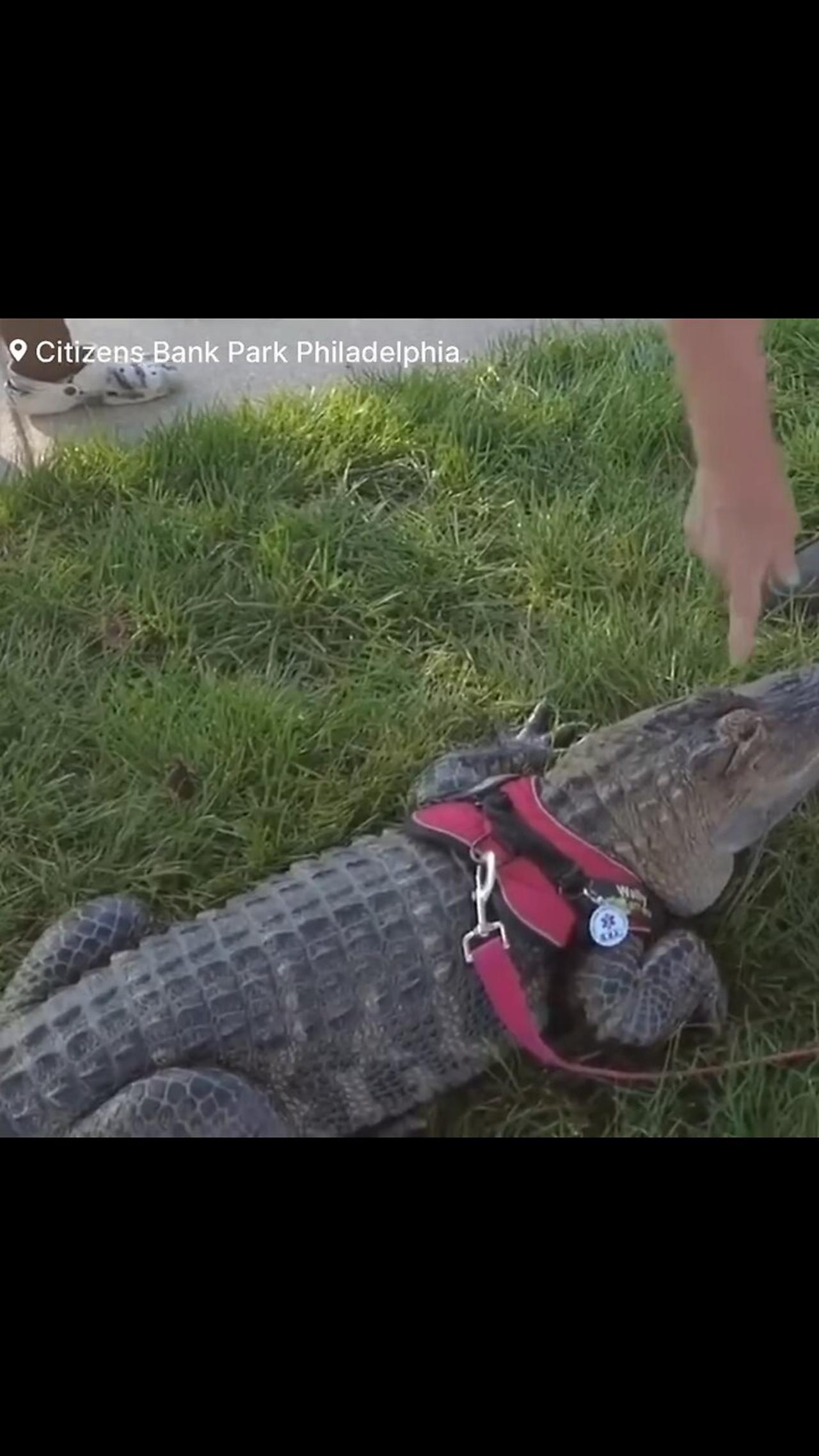 Phillies baseball fan is barred from coming into the game, because of bringing an alligator with him