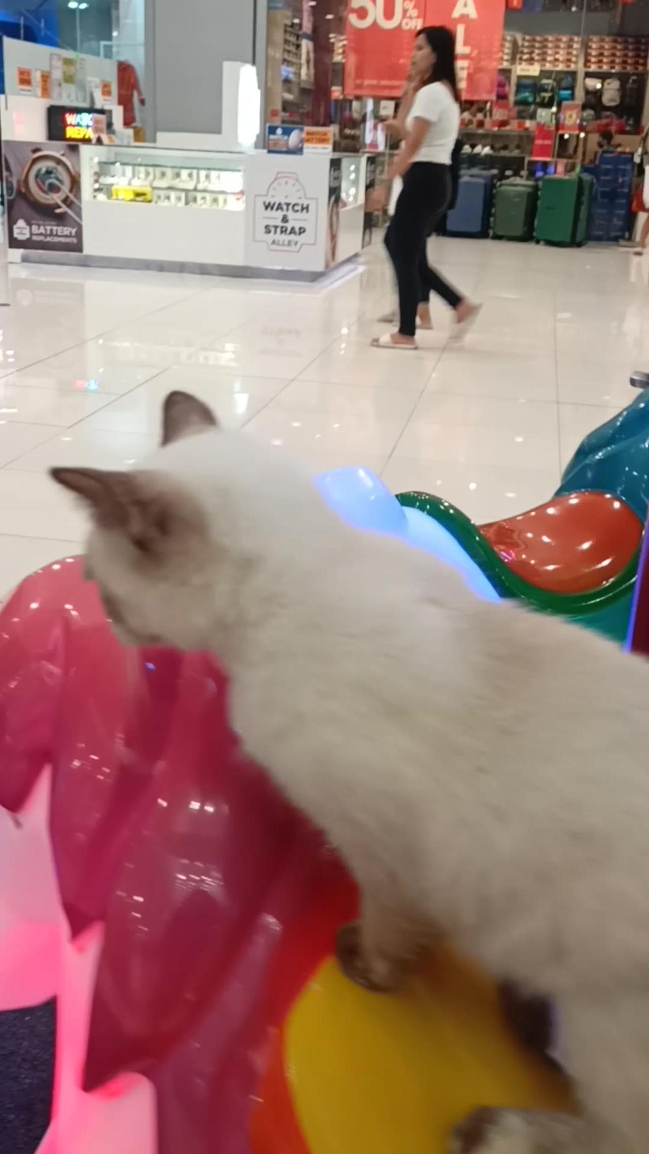 Cat Rides Mini Merry-Go-Round