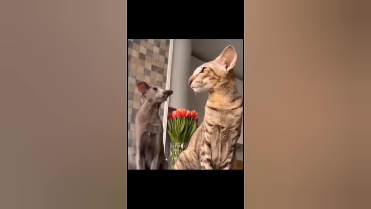 Cat cat funny dog funny animal funny video
