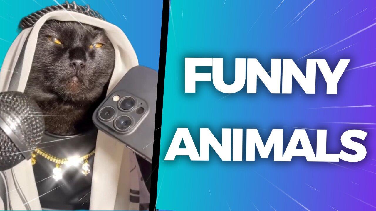 FUNNY ANIMALS VIDEO #1