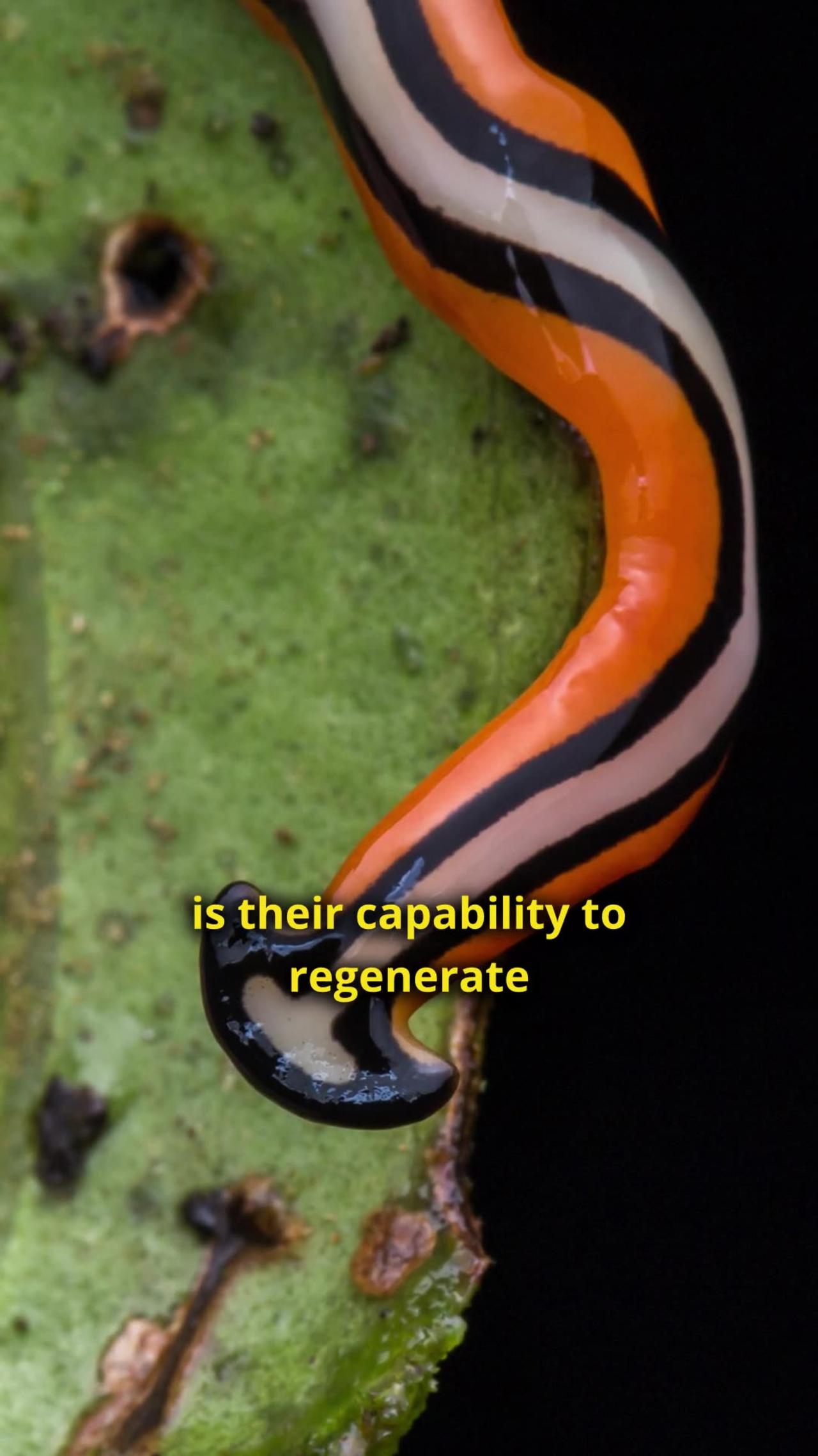 Hammerhead worm The immortal worm One News Page VIDEO