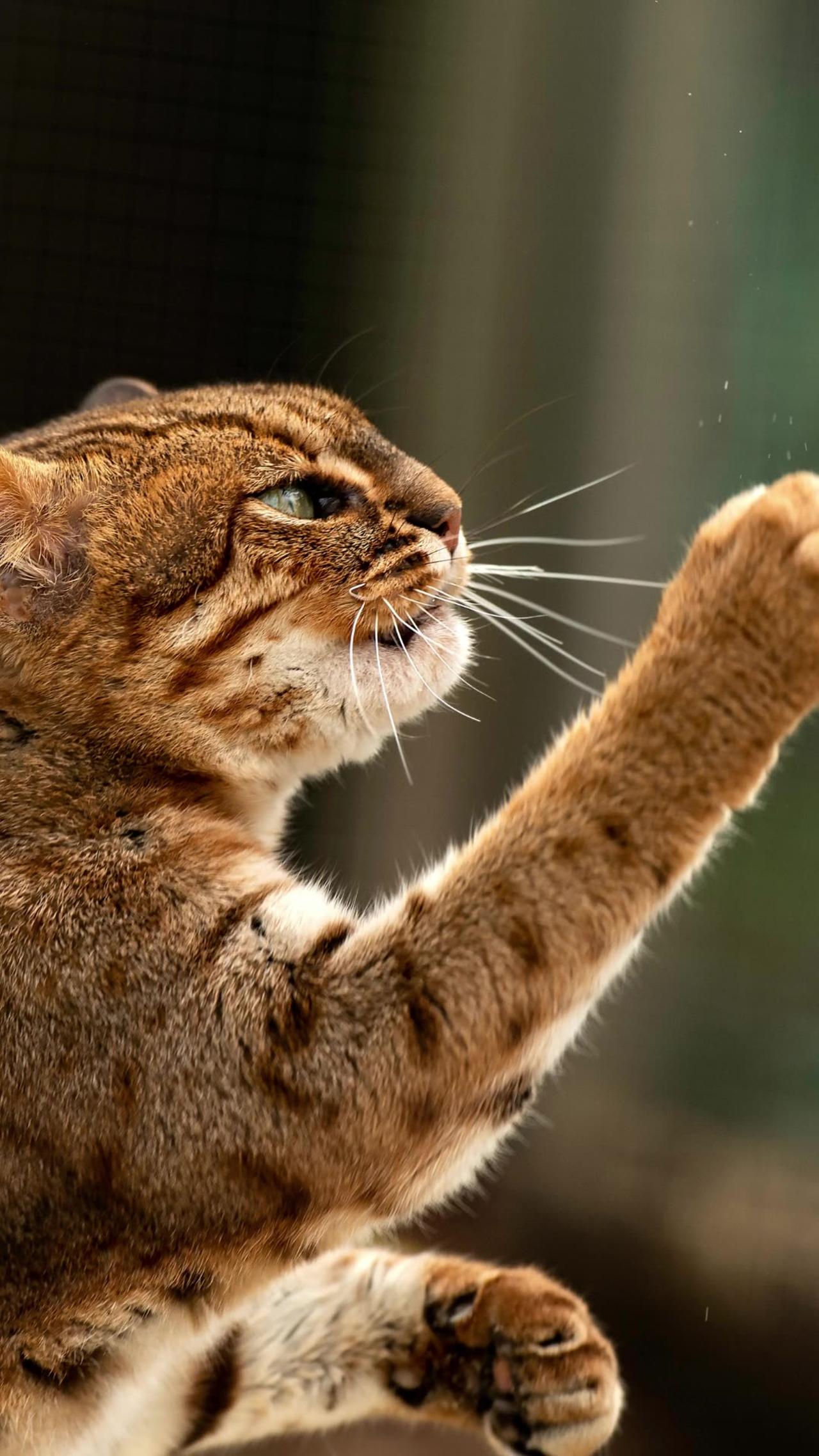 Meet the World's Smallest Cat - Rusty spotted Cat