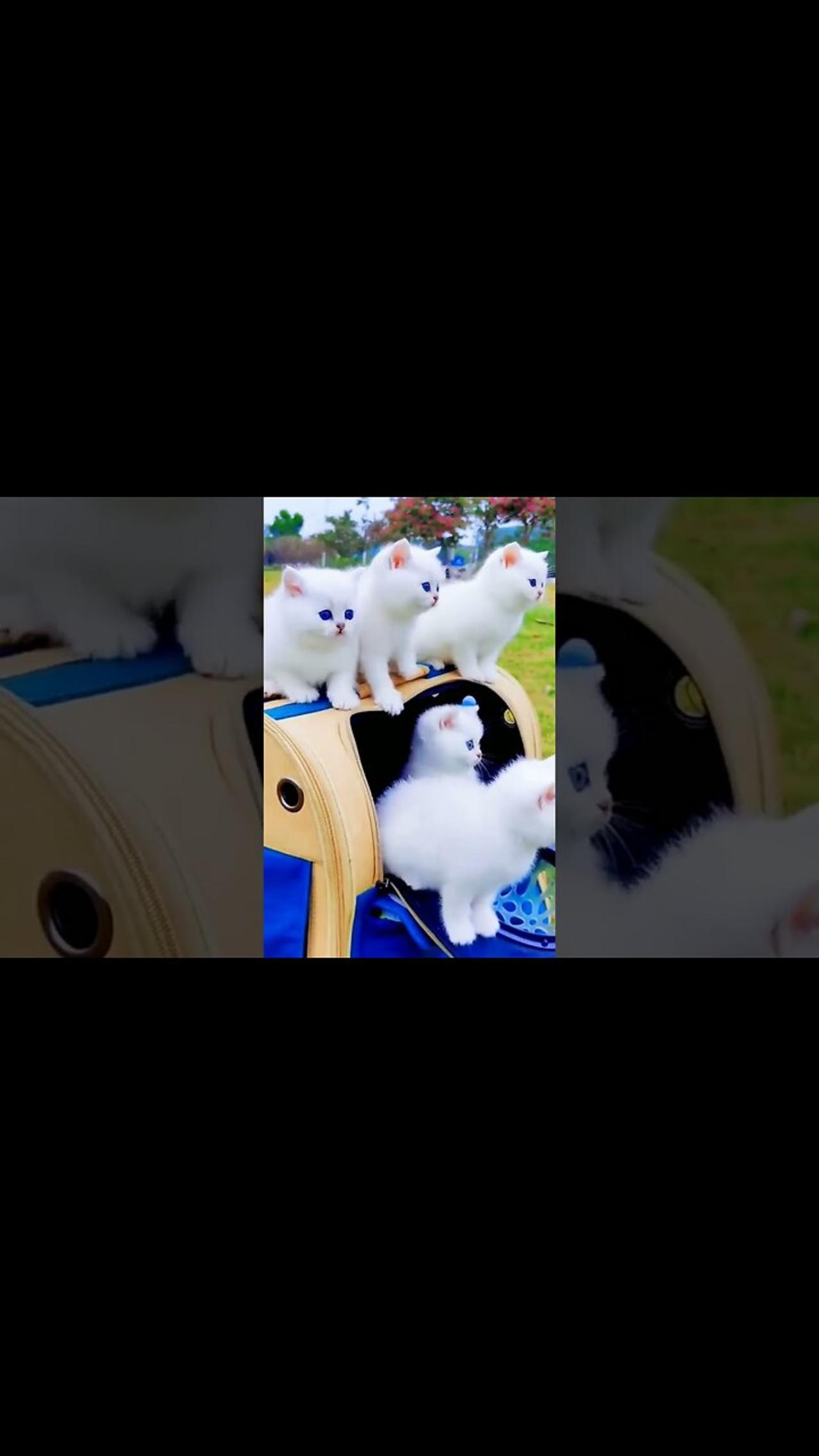 Aww Cute Cats Videos