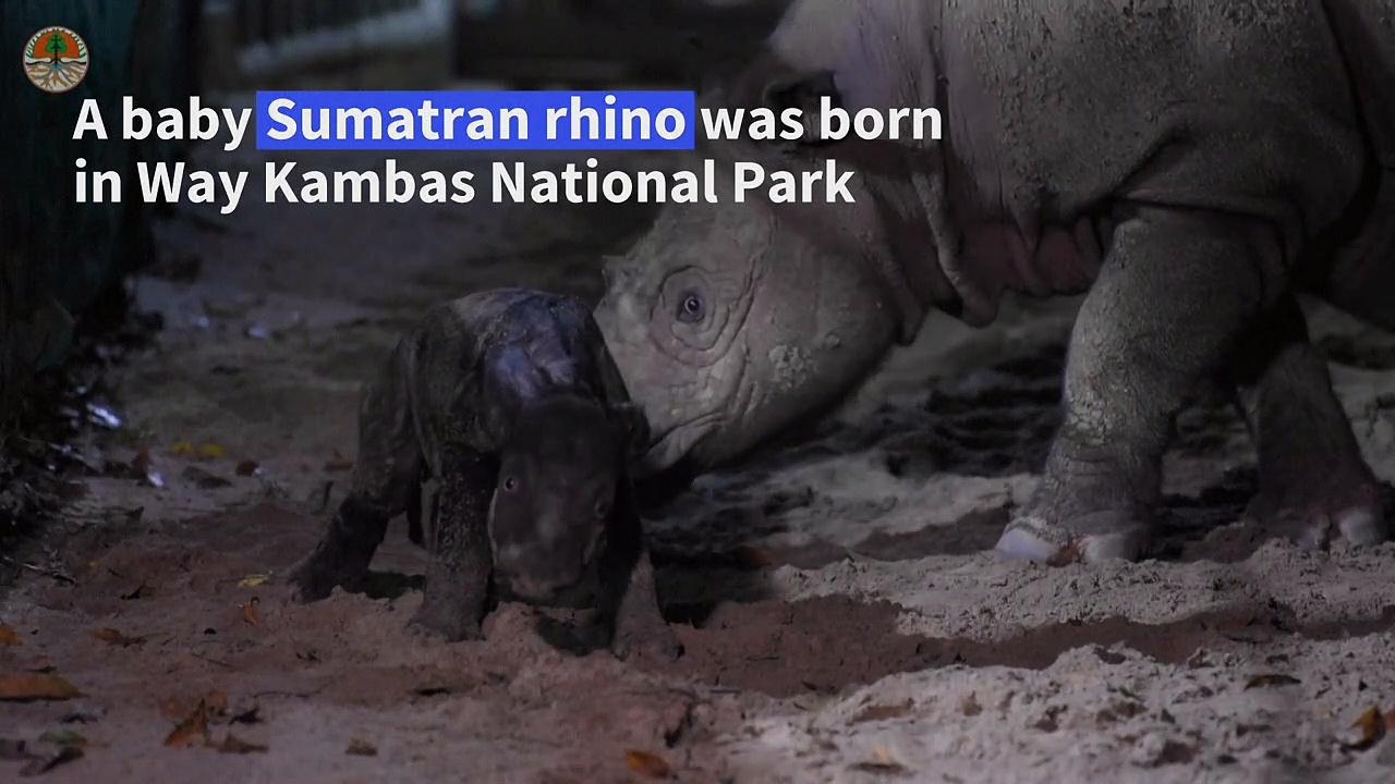 Birth of Sumatran rhino brings hope for species