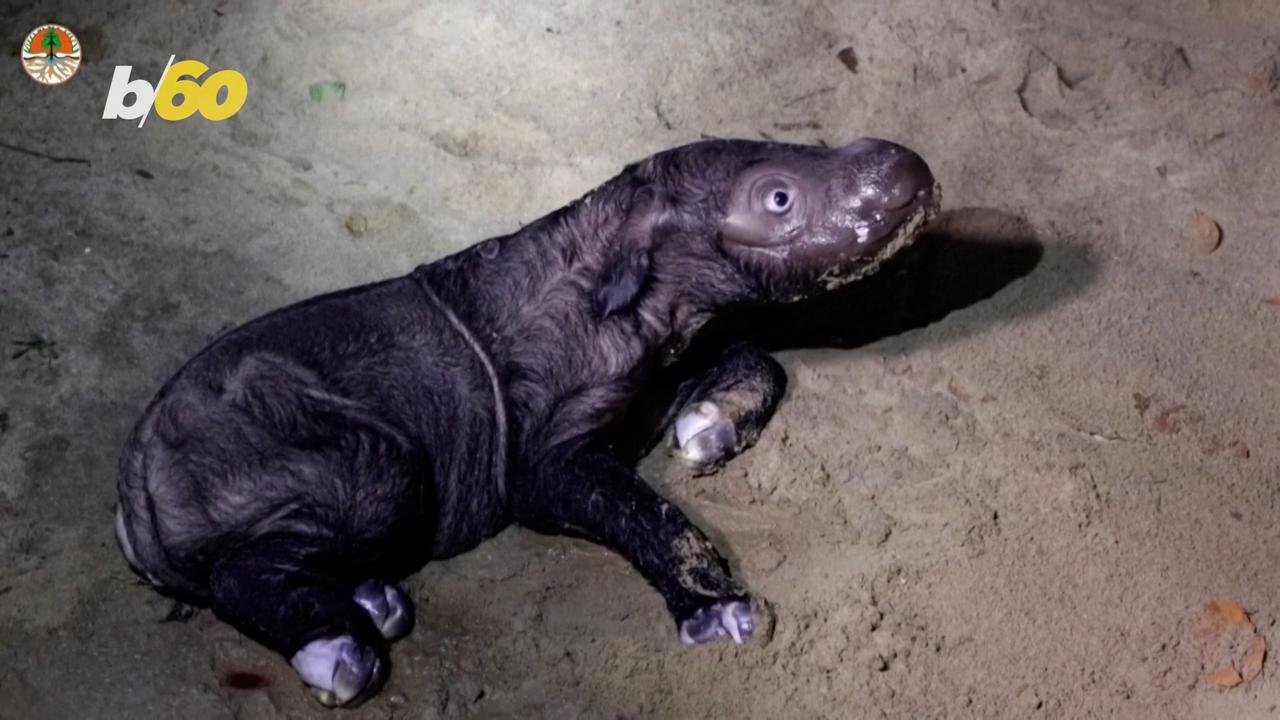 Super Cute and Extremely Rare Sumatran Rhino Born in Indonesia