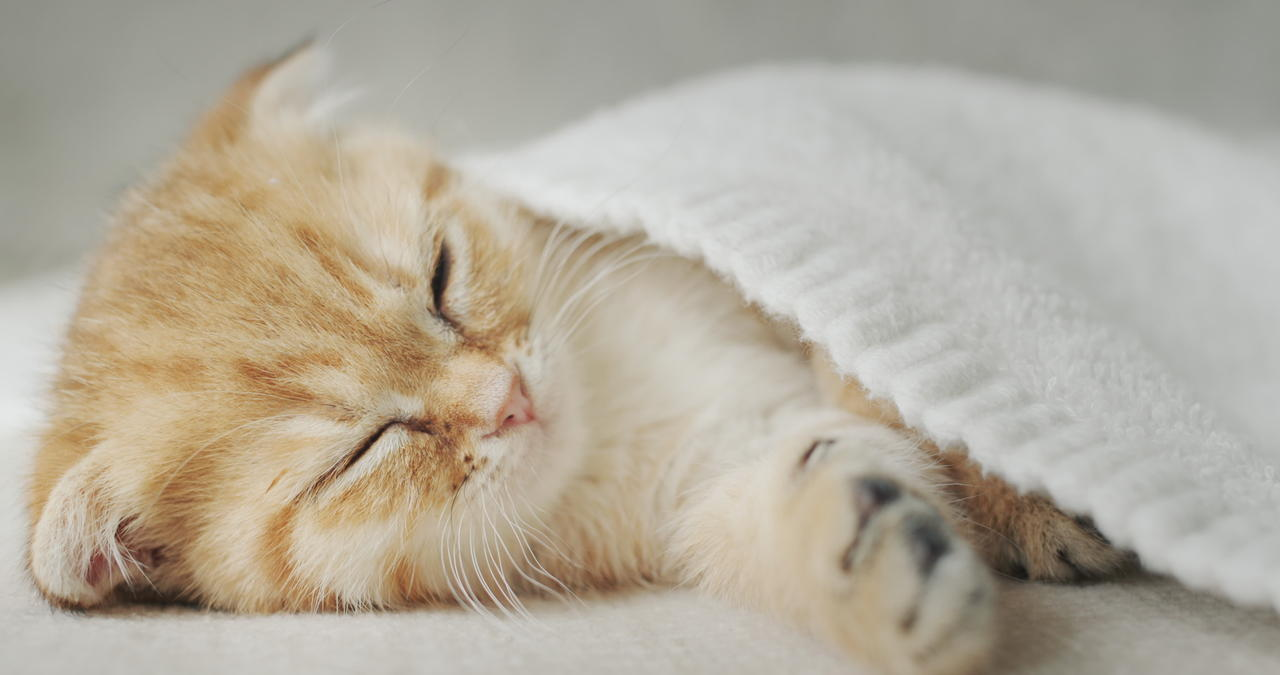 🔴 The 24/7 Animal Sleep Channel: 💤 Always On, Always Dreaming 🐶 🐱 🐰 🐼 🐻 🐭 🐹 🐨 🦁 🐯 🐵 🐧 