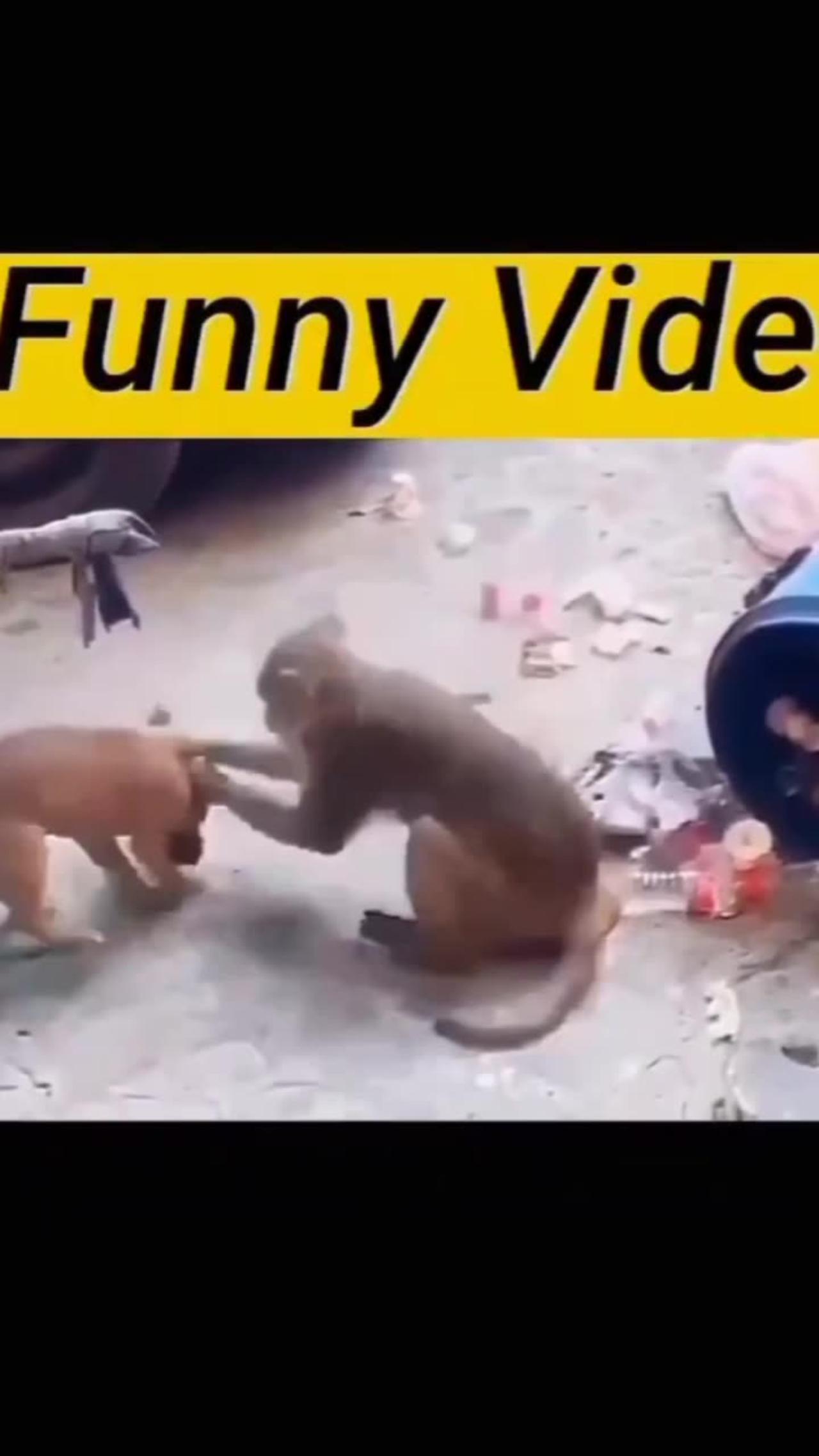 Funny monkey dog videos confidentmonkey