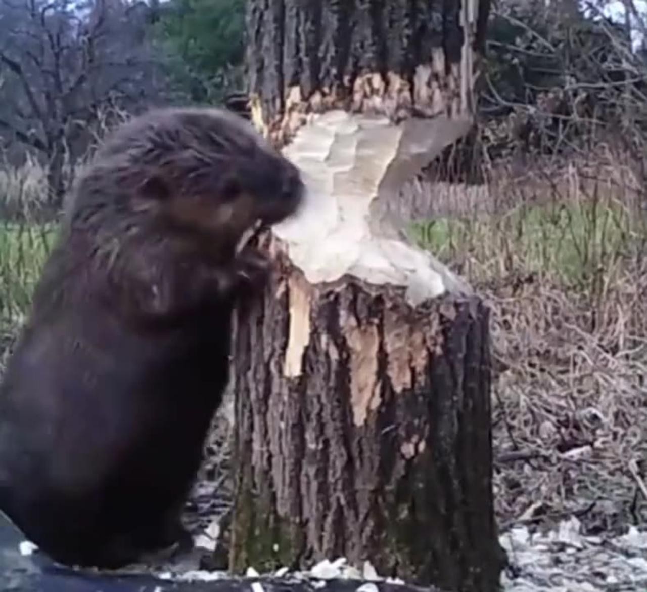 How Beavers Cut Down Trees