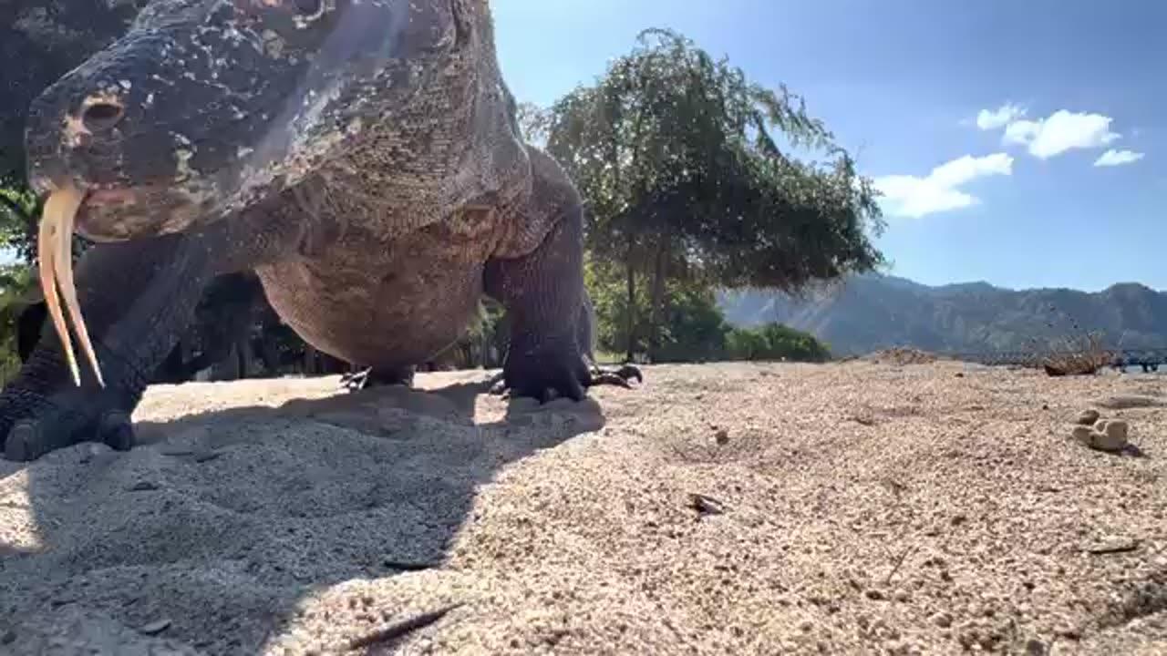 A Large Komodo Dragon Walks Past the Camera