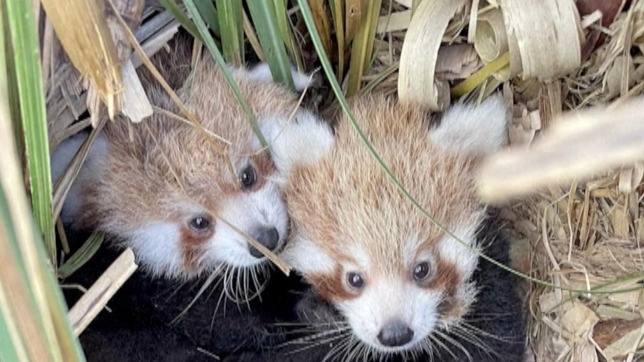 Rare Twin Red Pandas Named After First Vet Check-up