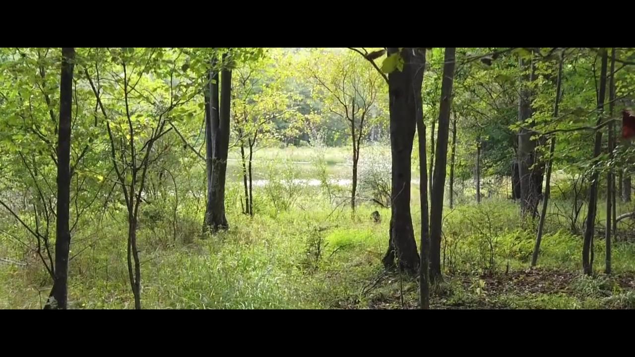 Nature Video - Forest Background