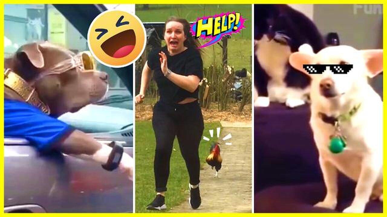 ANIMAL FUNNY MOMENTS OF THE YEAR COMPILATION 2023 😹 DOG AND CAT FUNNY VIDEO |