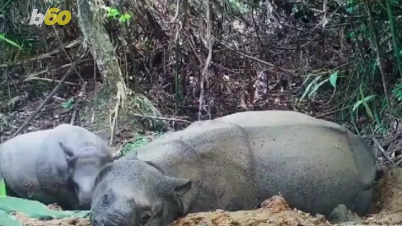 This Baby Rhino Was Seen for the First Time