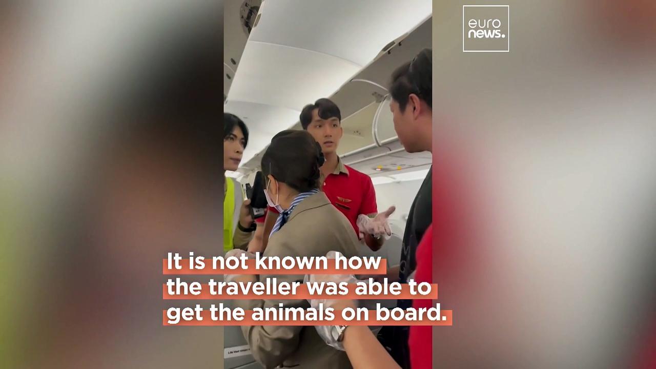 ‘There’s a rat on the plane’: Passengers shocked by suitcase of animals on flight from Thailand