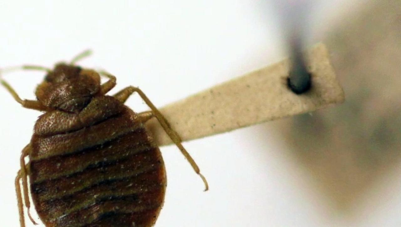 Bedbug Infestation: Paris Mayor Declares ‘No One Is Safe’