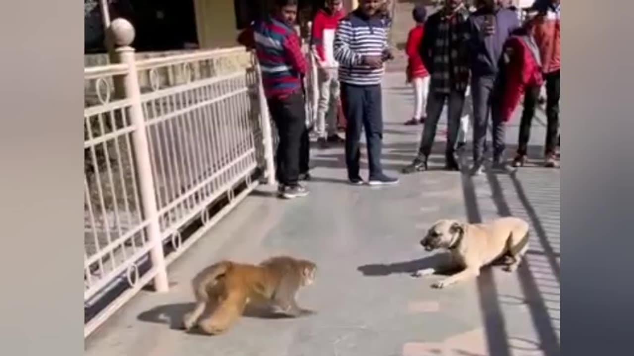 Strange Fight dog and monkey