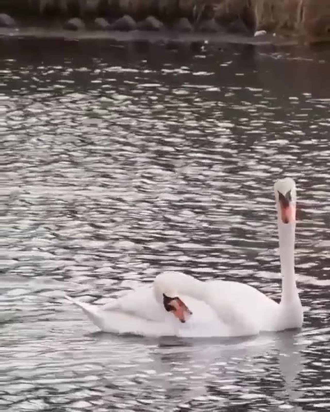 Beautiful Dancing Ducks 😍😍