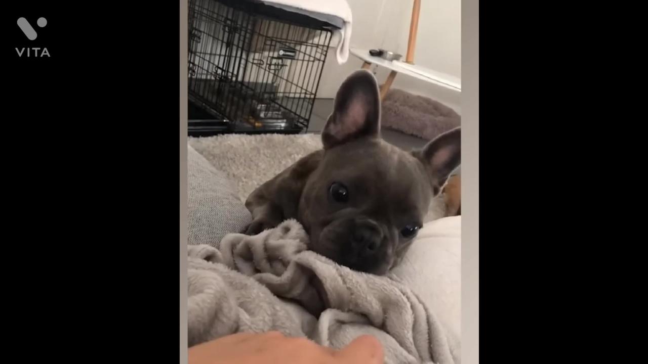 "Epic Cuteness Overload: Funny Dogs Compilation 🐶😂"
