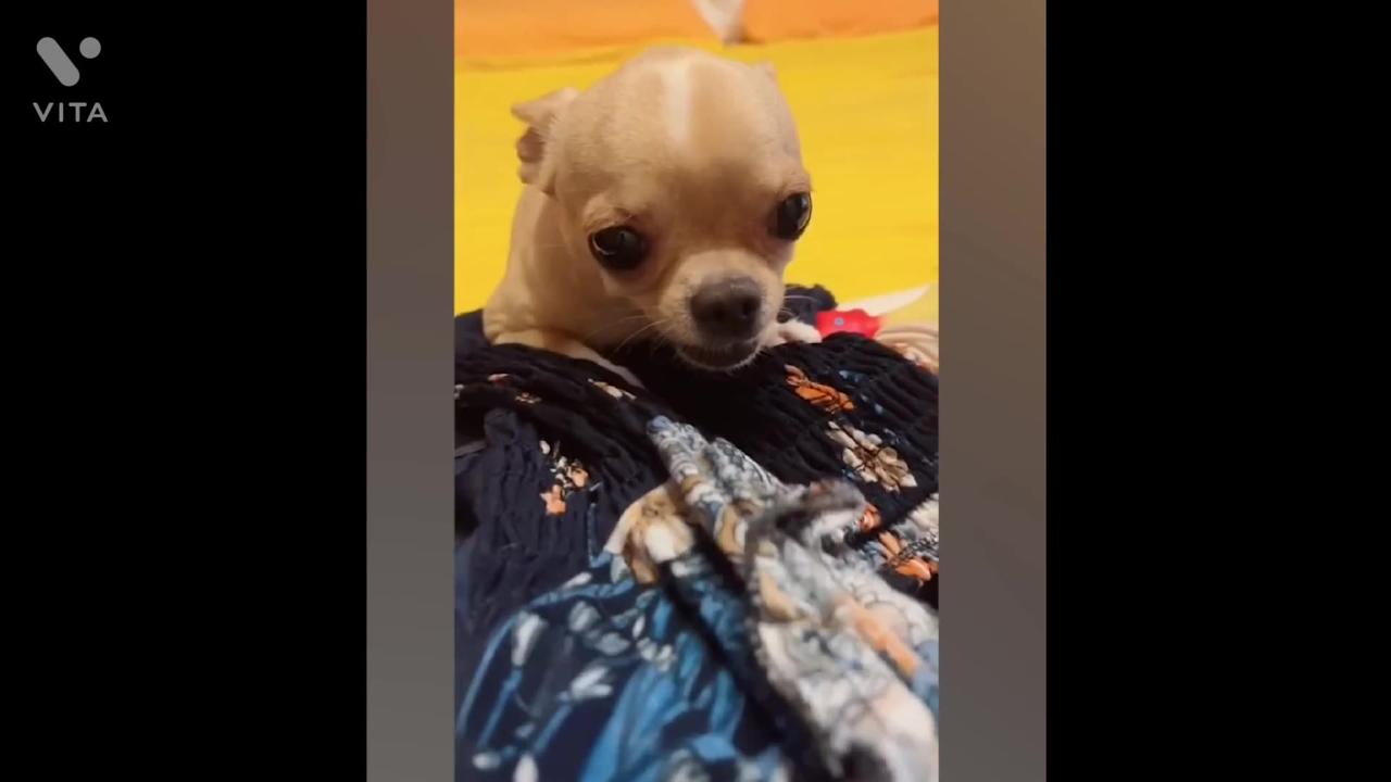 "🐾 Cute and Funny Dogs Compilation: Heartwarming Moments and Hilarious Antics! 😂🐶"