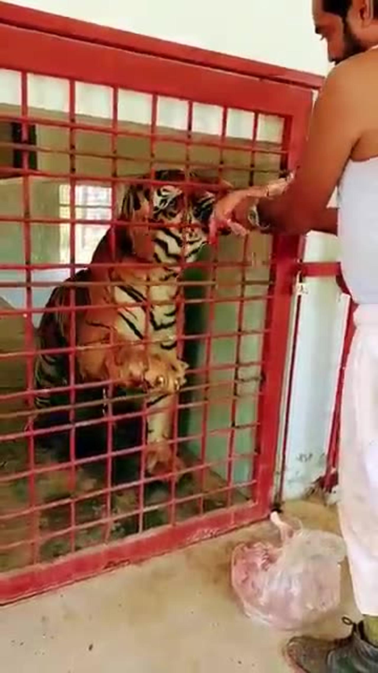 Bengal tiger ka gussa ...