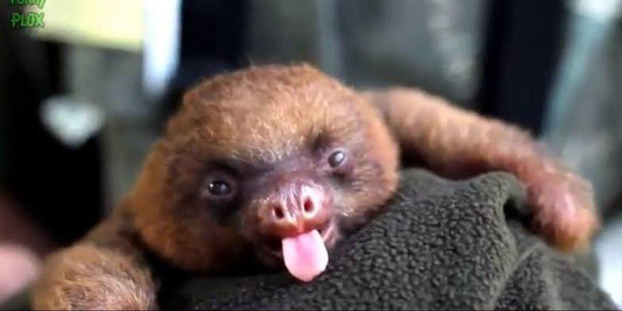 FUNNY AND ADORABLE Baby Sloths