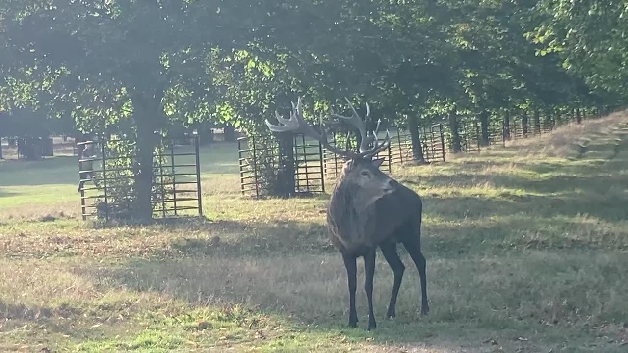 🔥 Rutting season in Bushy Park sends stag into "rub-urination"...