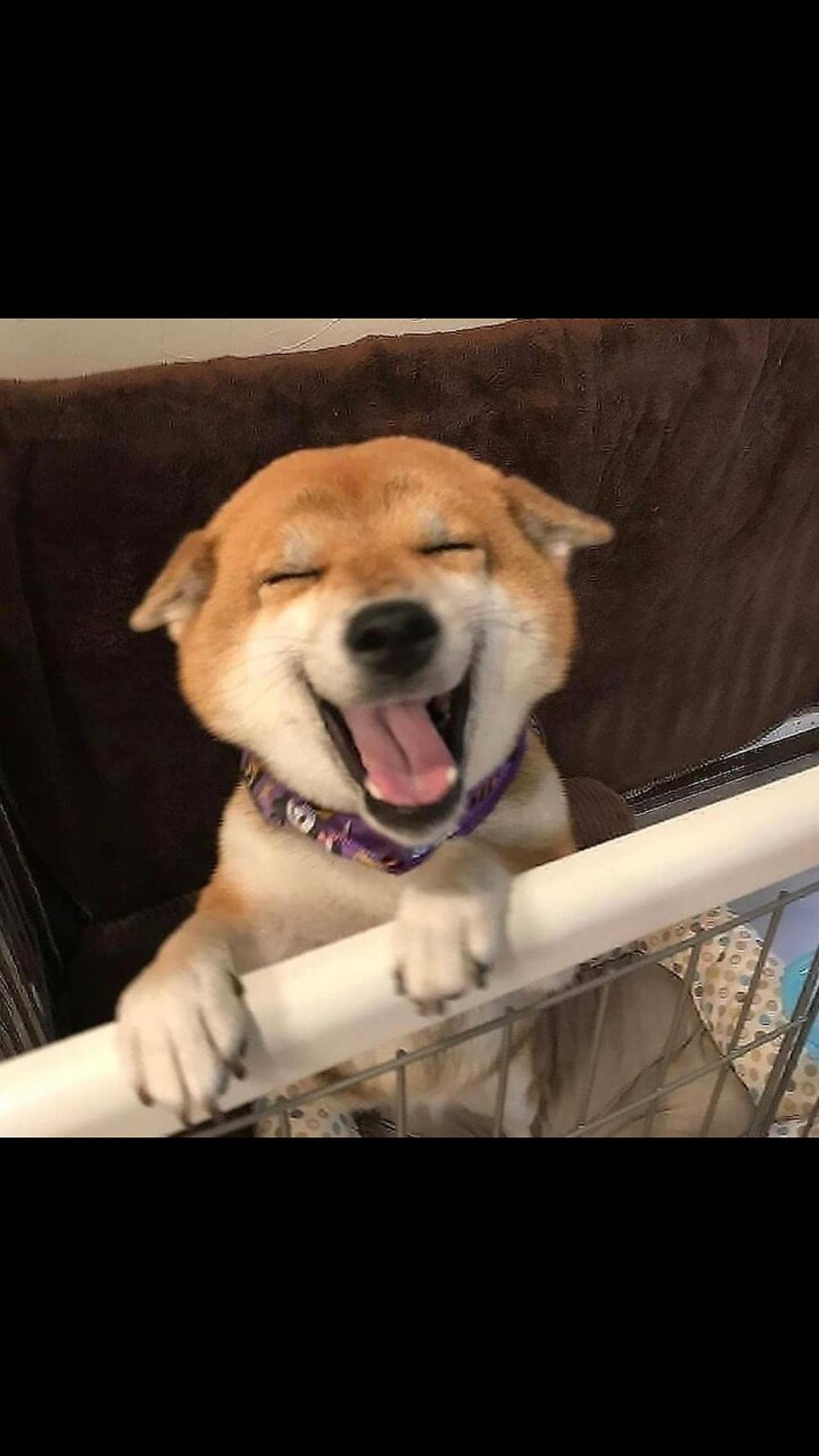Cute Dog Reaction