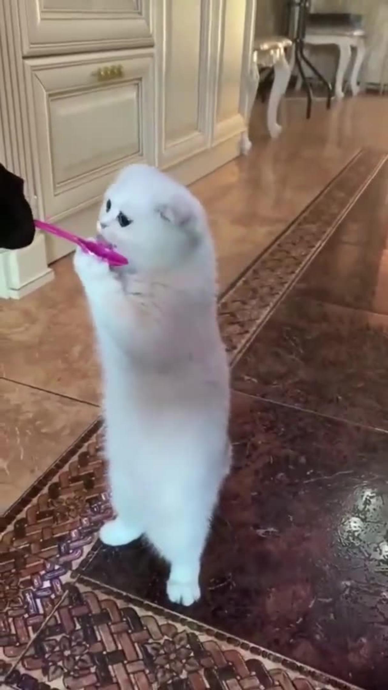 Funny animals videos - One News Page VIDEO