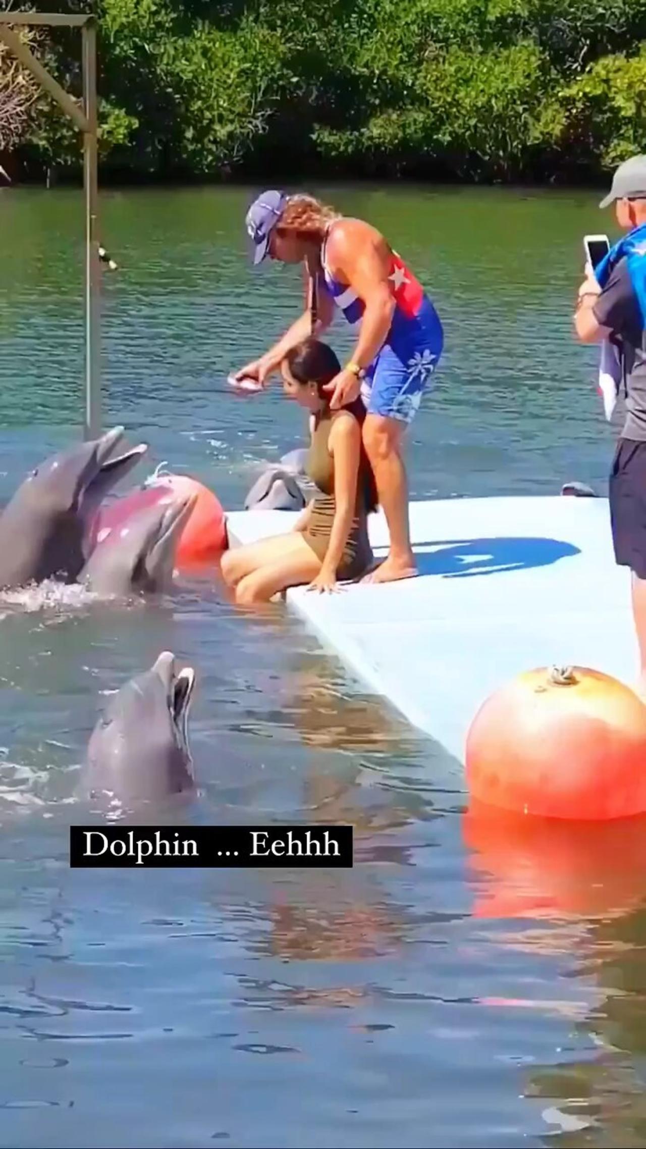 Dolphins 🐬 😆