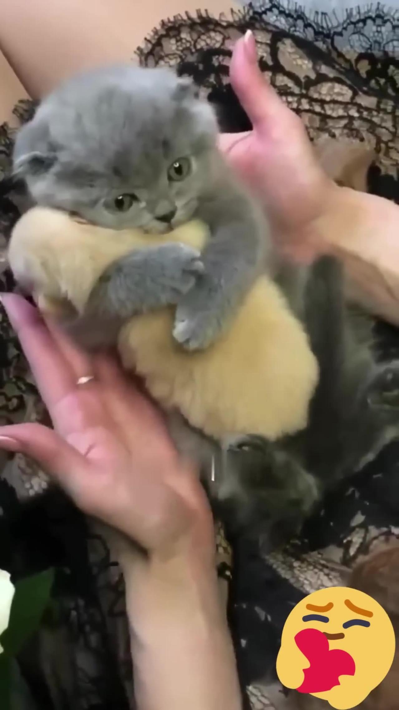 One in a Million love cat Cute kitten hugs