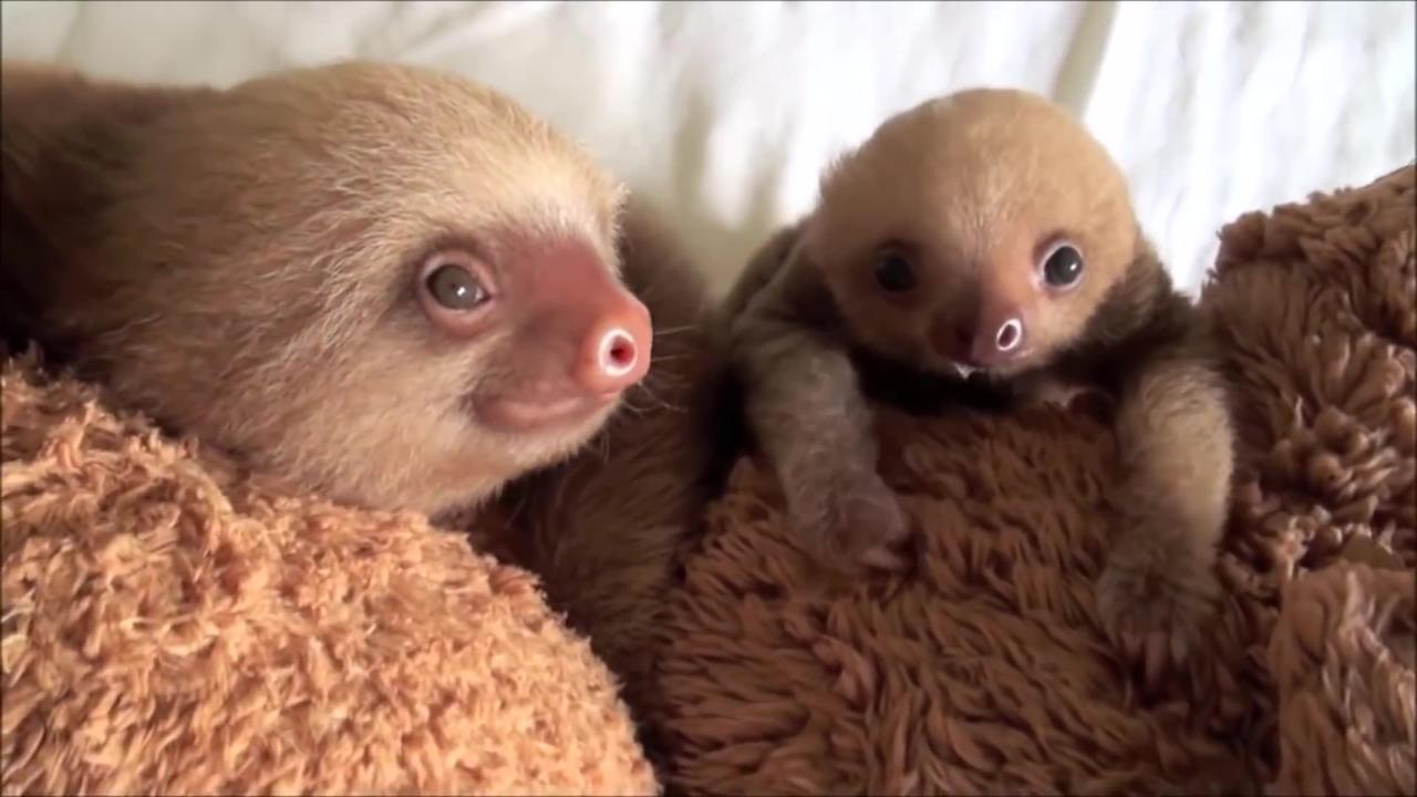 The most Cutest Baby Sloths!!