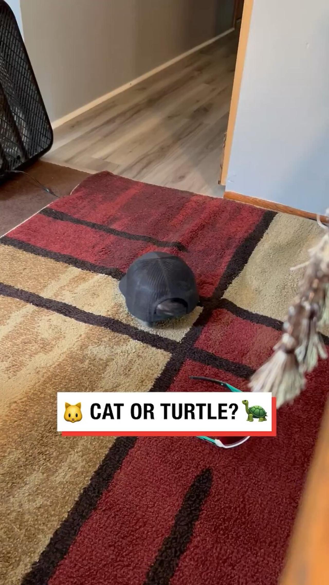 Must See Tiktok: Selly'S Funny Video - decypq2