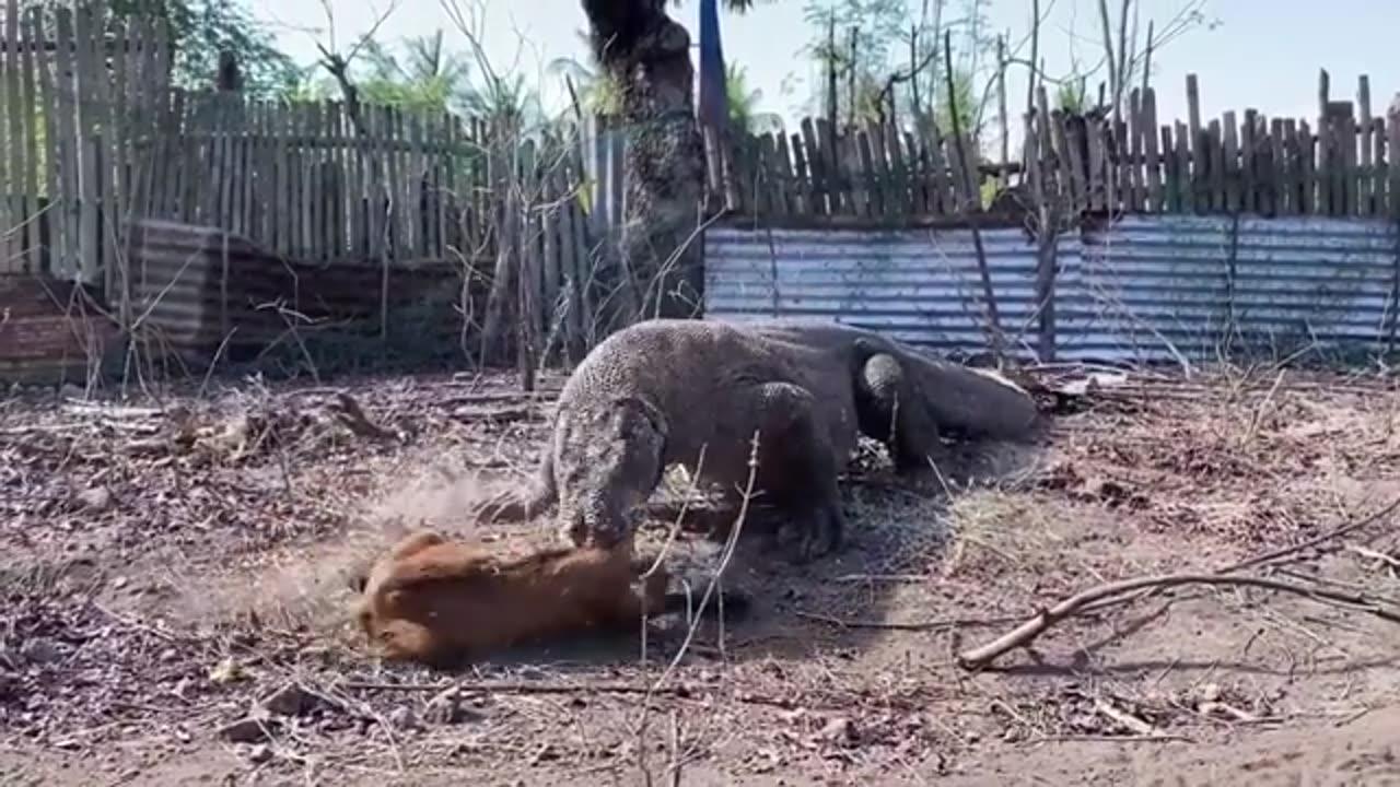 Komodo Dragon jump on goat and eating with voice