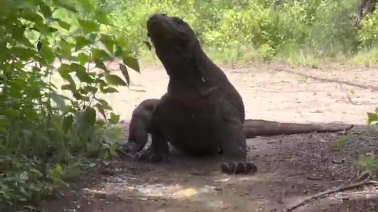 Komodo Dragon eating Goat #komodo #goat # animal