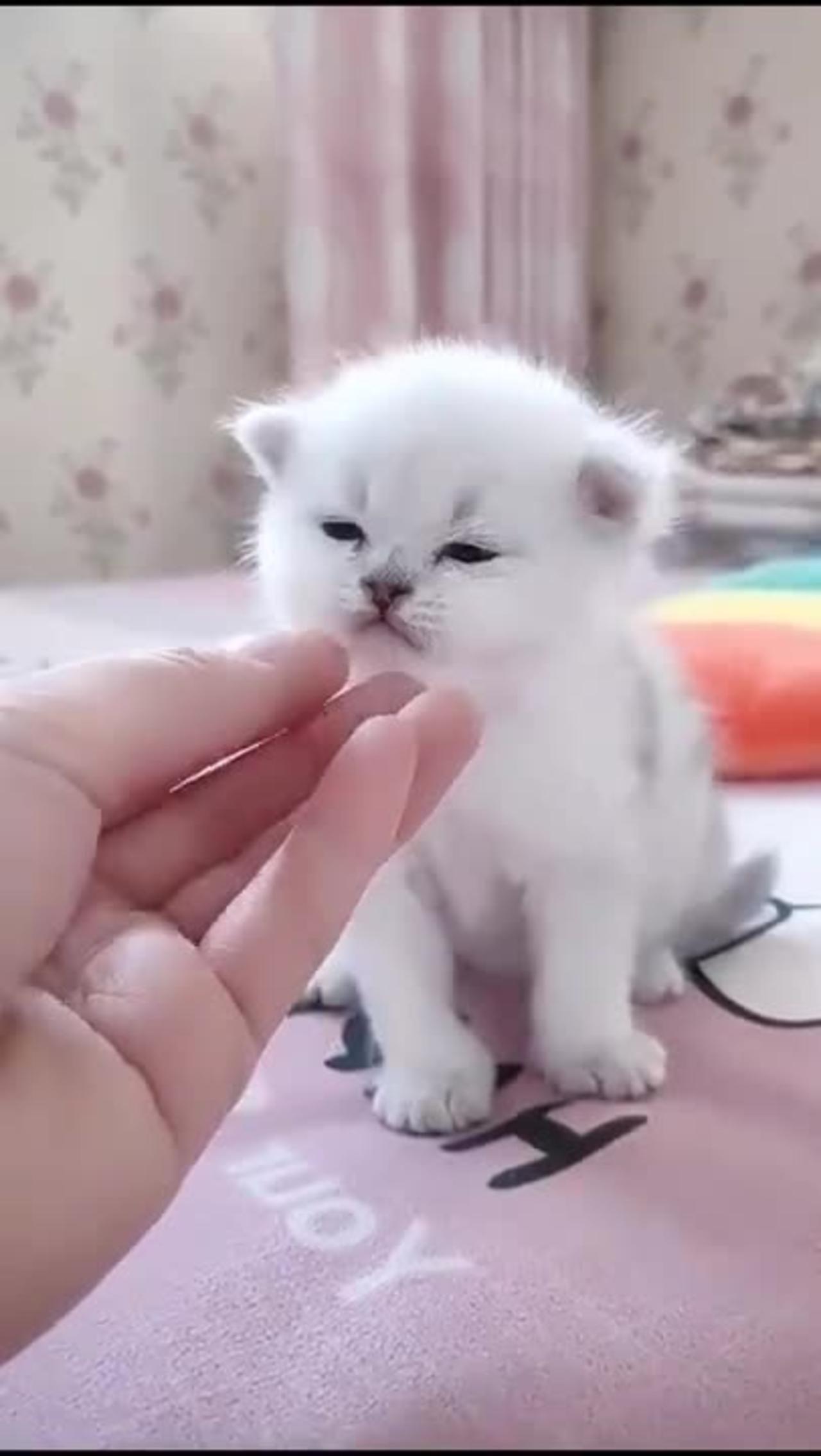 Cute cat 😺 video