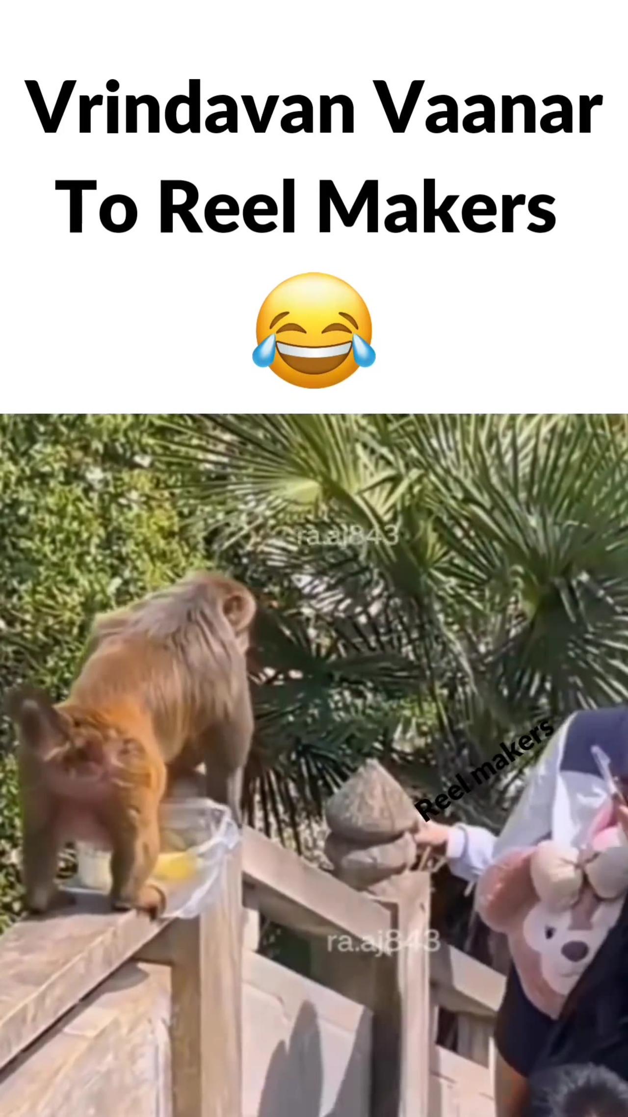 Monkey funny video 🤣🤣