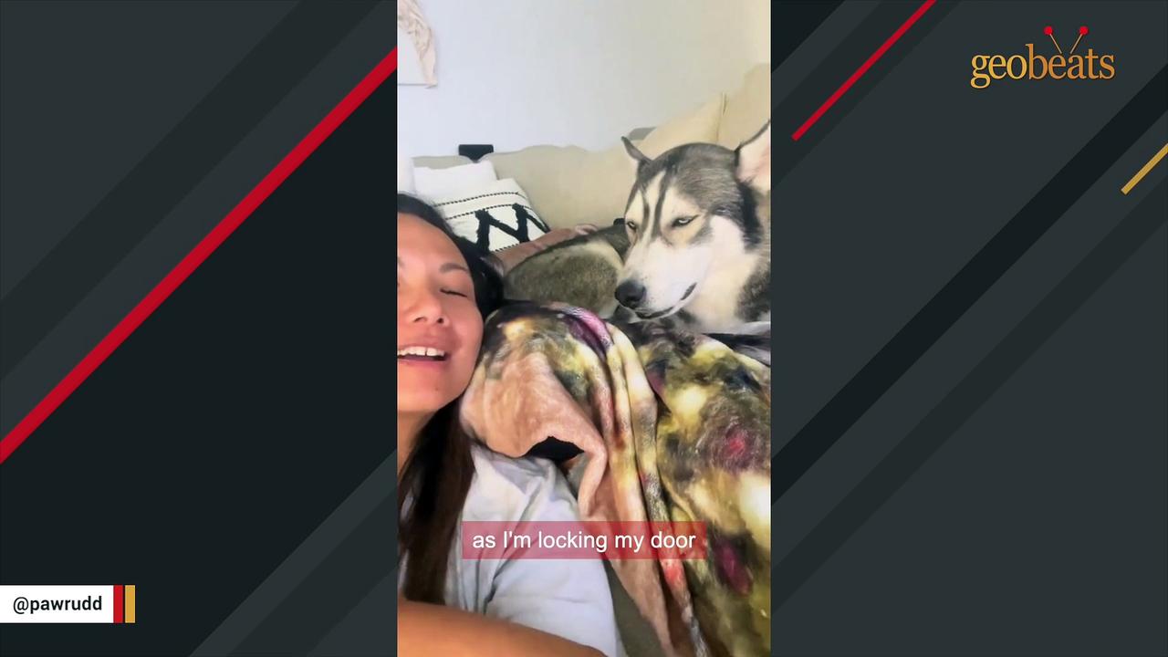Dumped by family, husky stopped howling until...