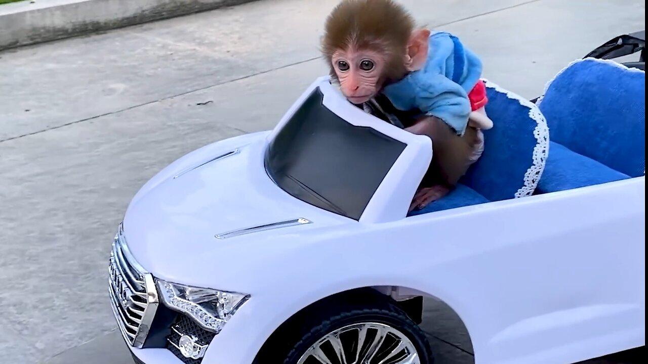 Baby monkey Bon Bon drives a car with his puppy in the garden , funny animal video