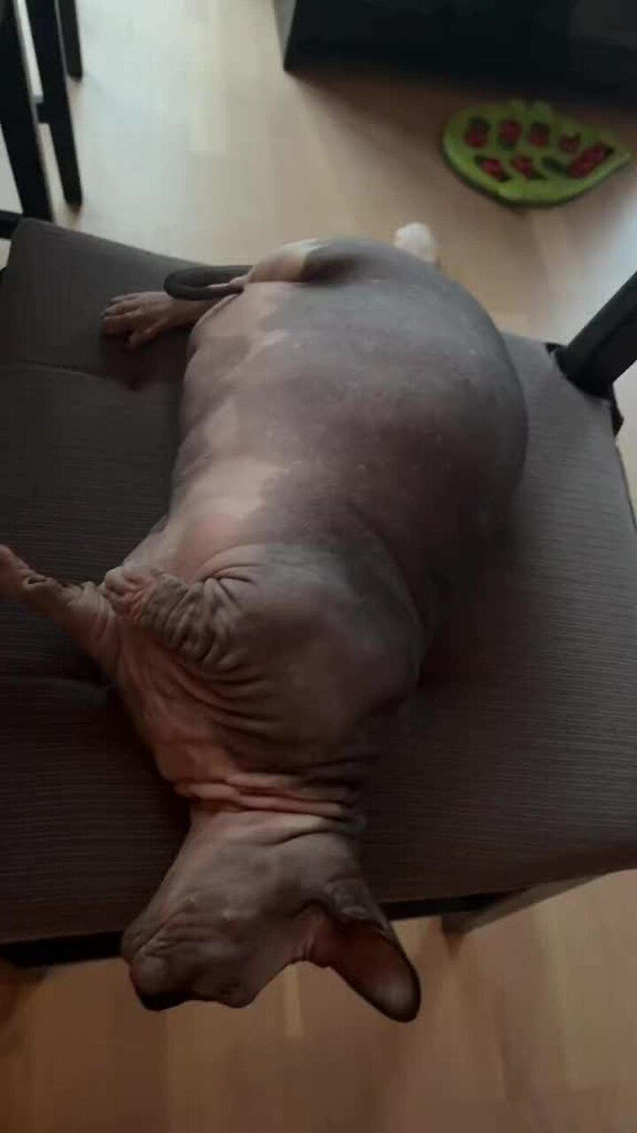 Sphynx cat loves getting belly pats!.mp4