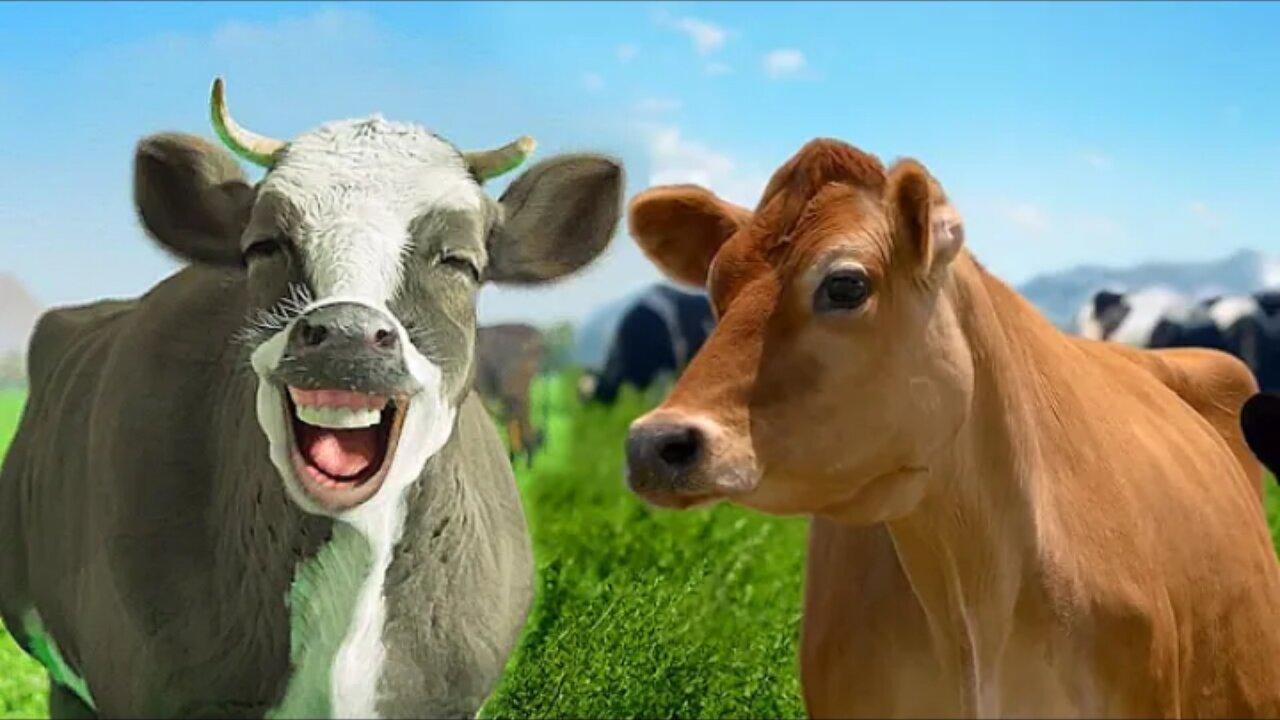 FUNNY COW DANCE 10 │ Cow Dance Song & Cow Videos 2024 Amazing Animals