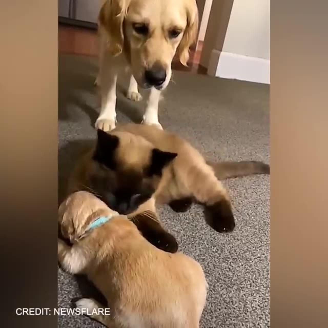 Dog viral clip funny 😂😂